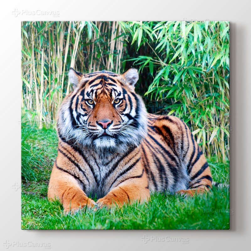 The Sumatran Tiger görseli.