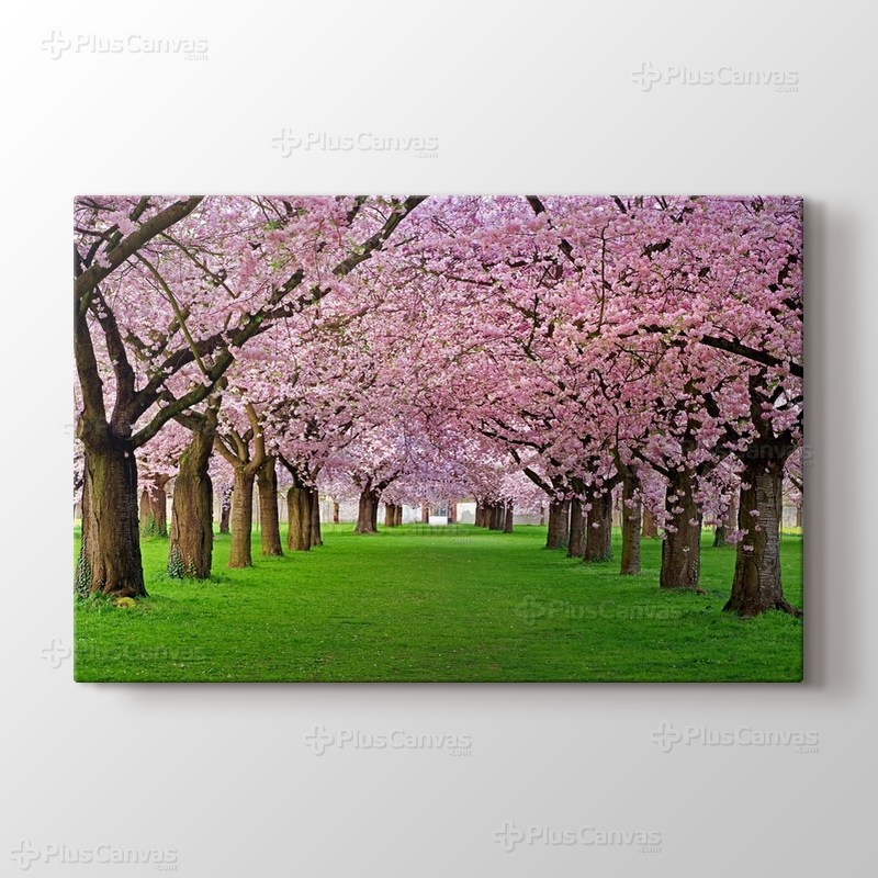 Cercis Trees görseli.