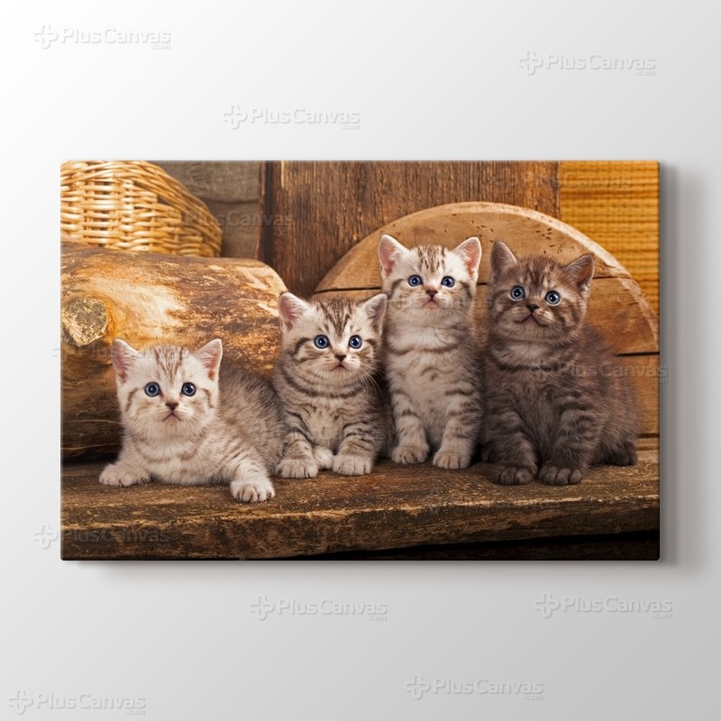 Yavru Kediler görseli.