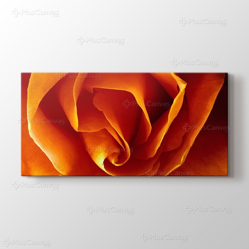 CloseUp Orange Rose görseli.