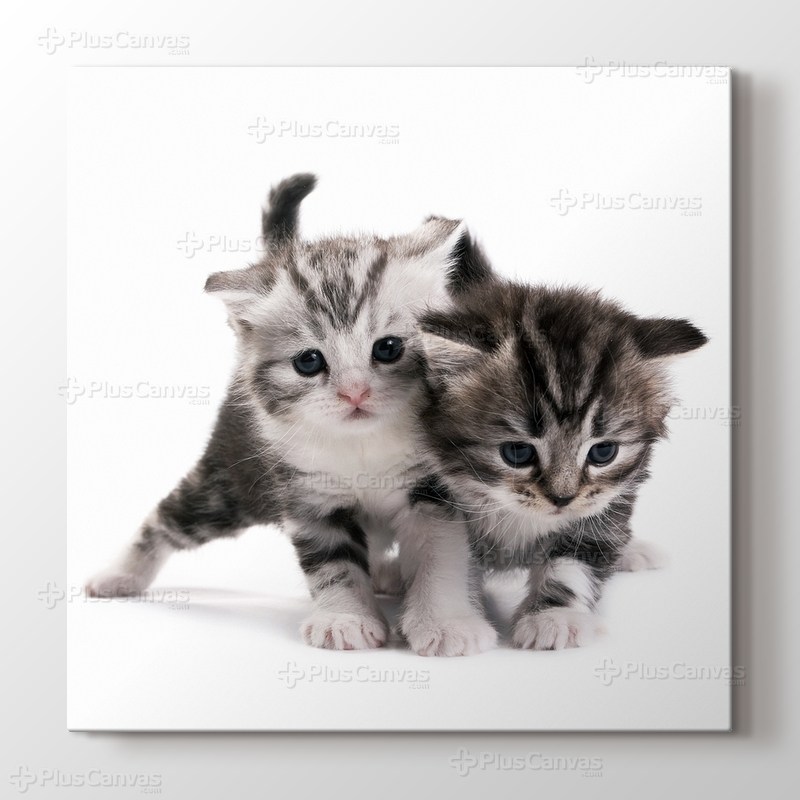 Pussy Cats görseli.