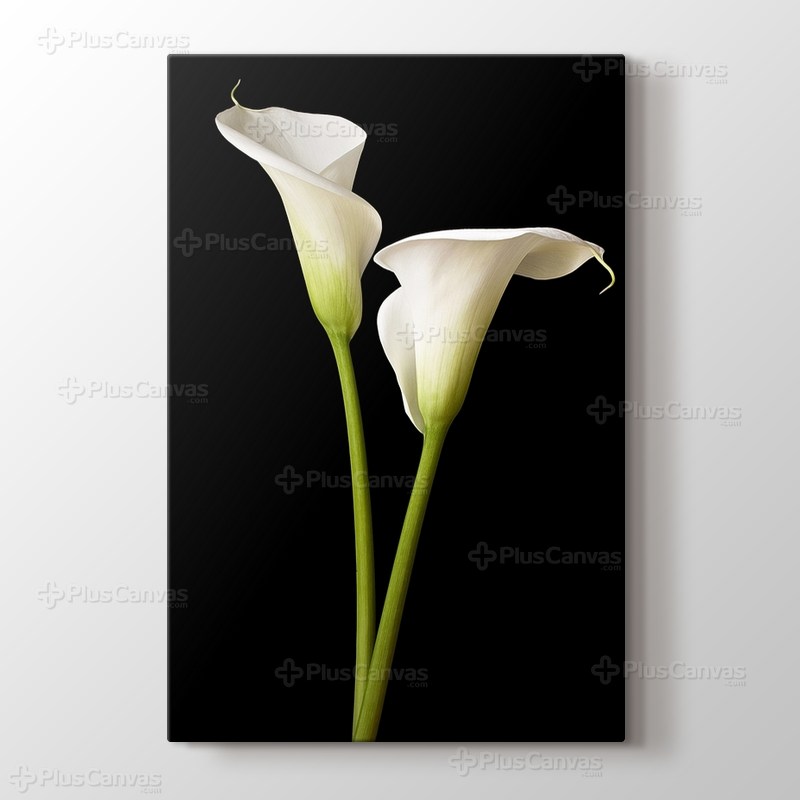 White Lillies görseli.