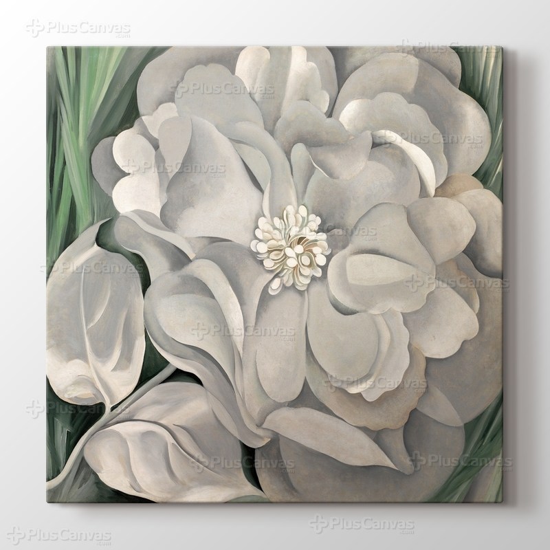 White Calico Flower görseli.