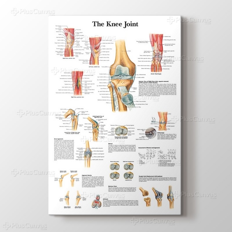 Knee Joint Chart görseli.