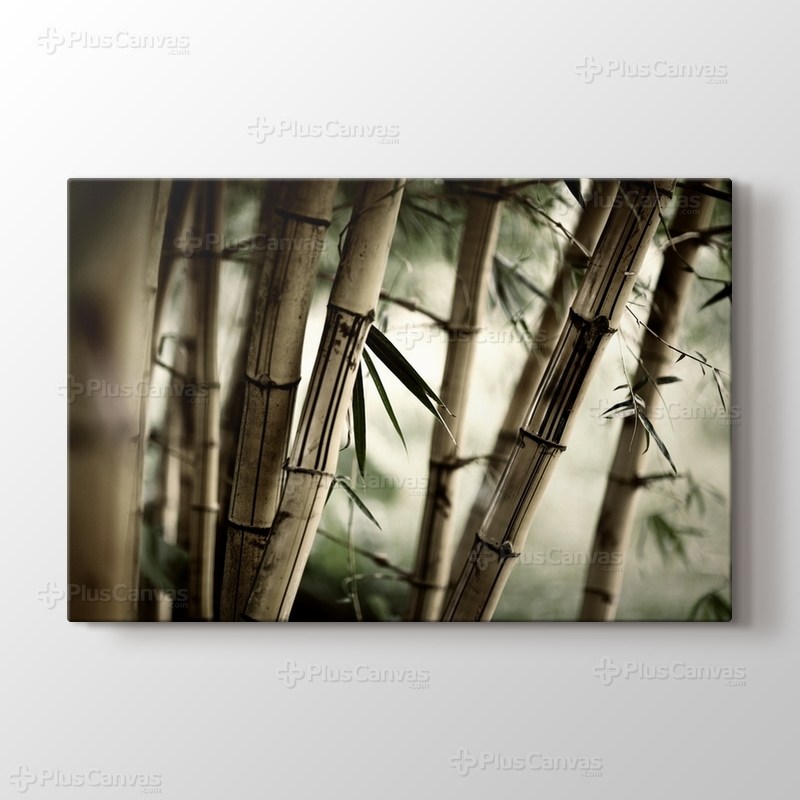Bamboo görseli.