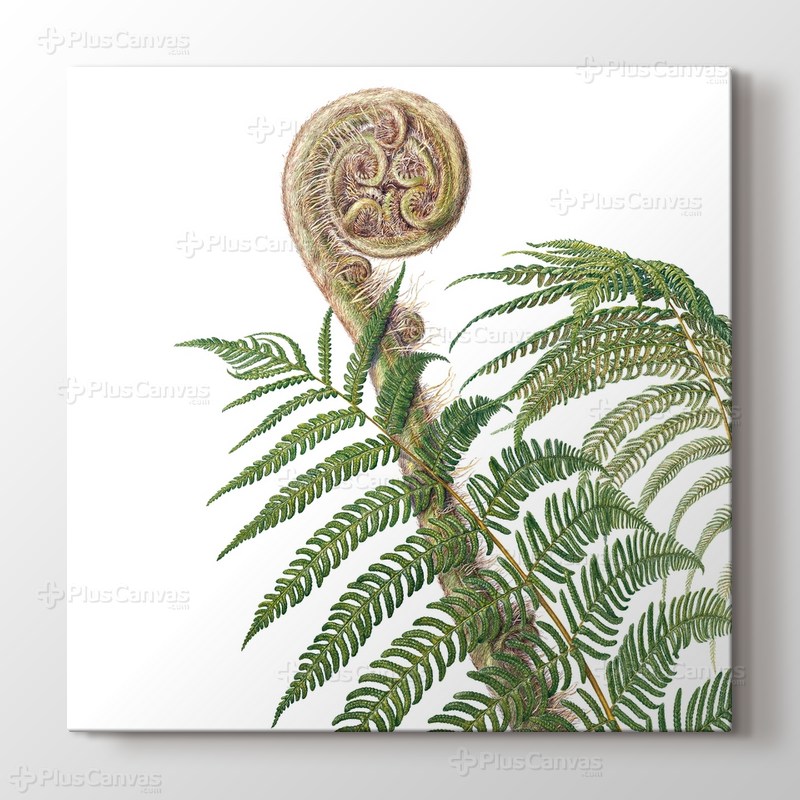 Cyathea Australis görseli.