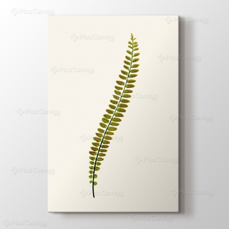 Eğreltiotu görseli.