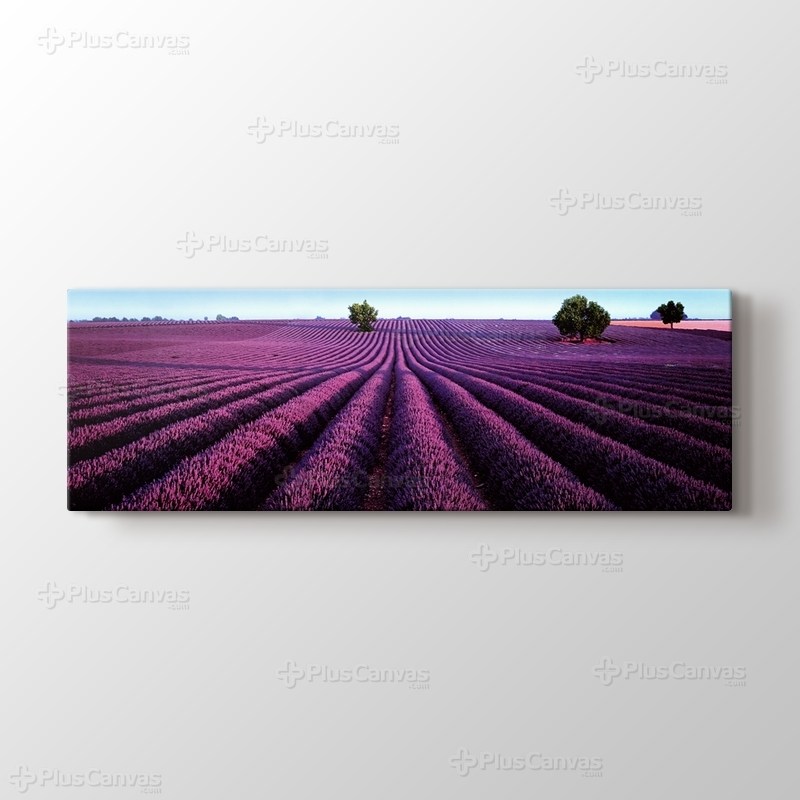 Lavanta Tarlası görseli.