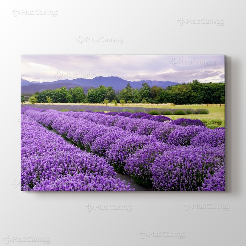 Lavender Farm In Sequim, Washington, USA görseli.