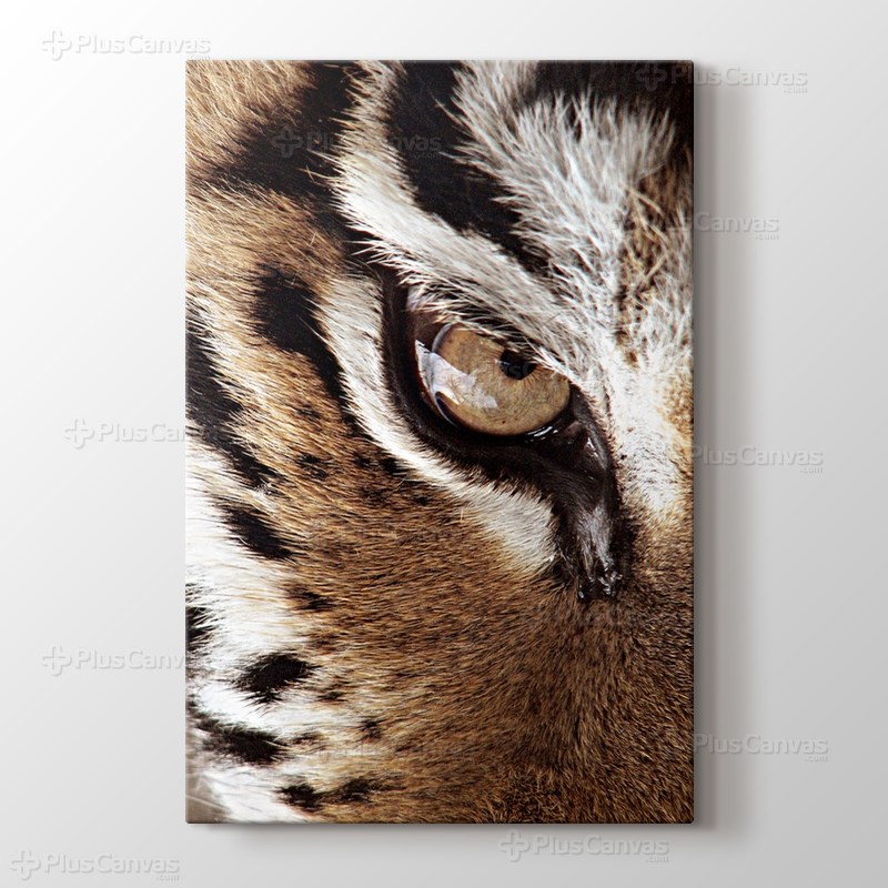 Eye of the Tiger görseli.