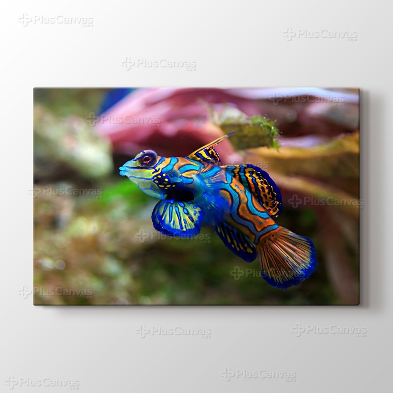 Synchiropus Splendidus görseli.