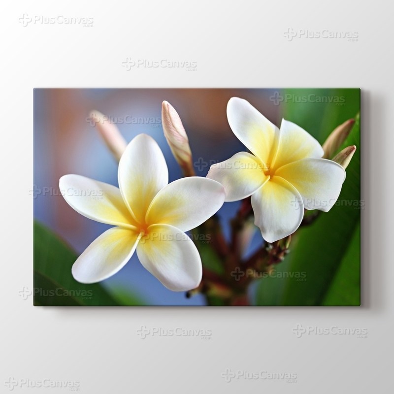 Frangipani görseli.