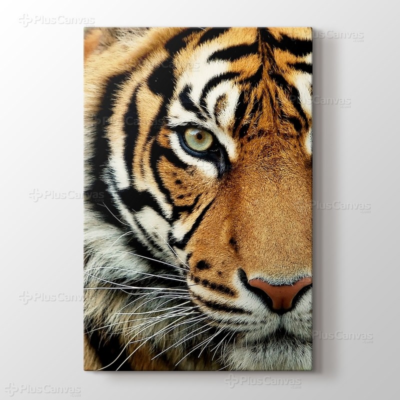 Bengal Tiger görseli.