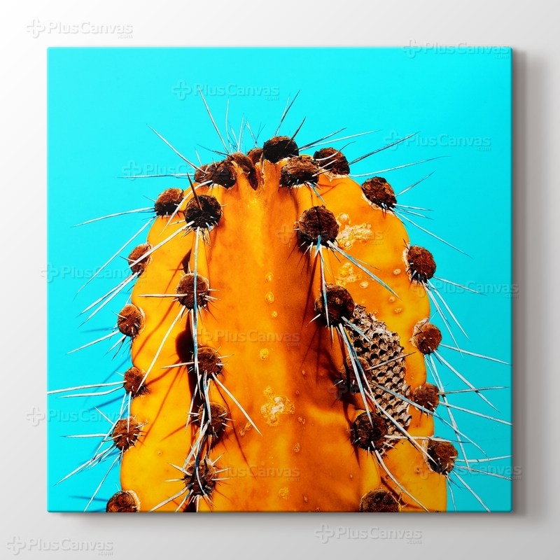 Turuncu Kaktüs görseli.