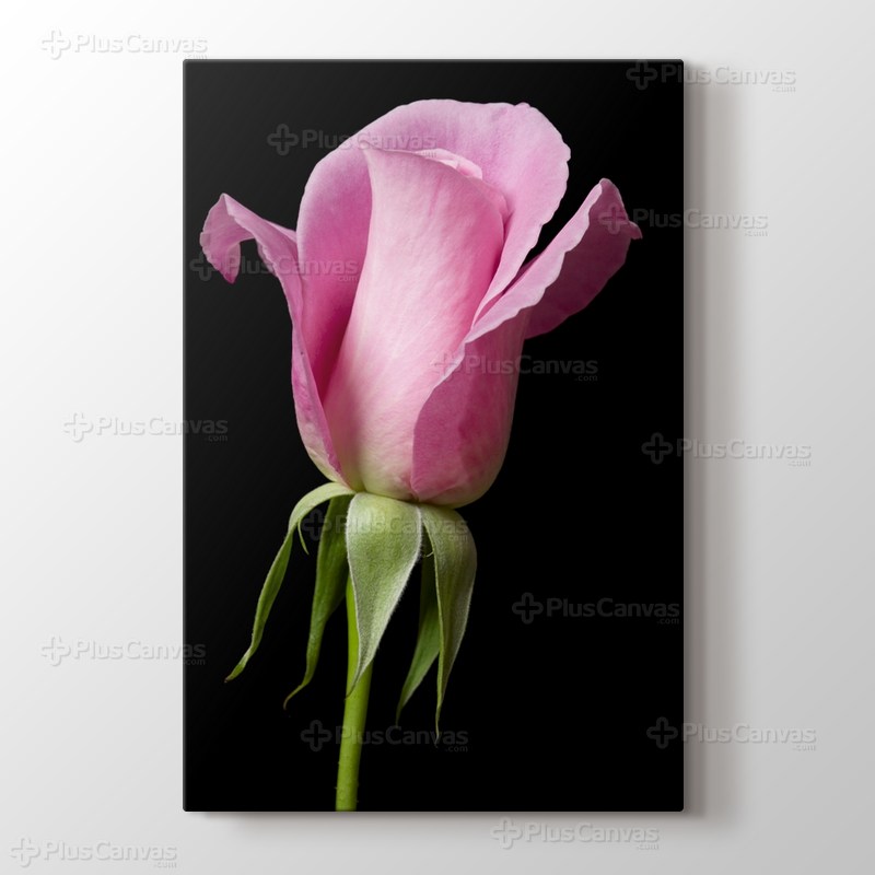 Pink Rose on Black görseli.