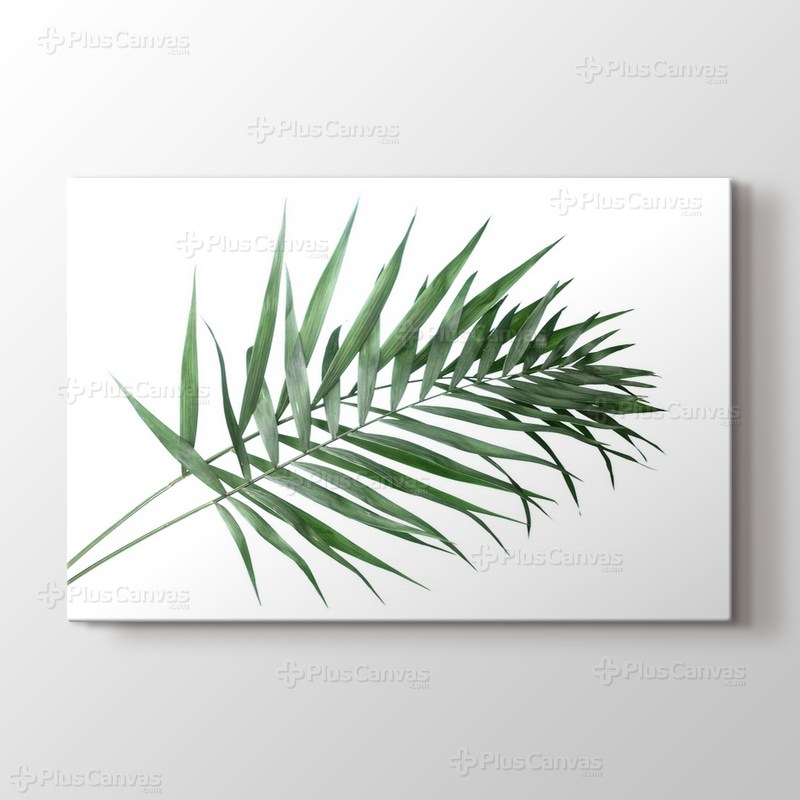 Beautiful Palm Leaves görseli.