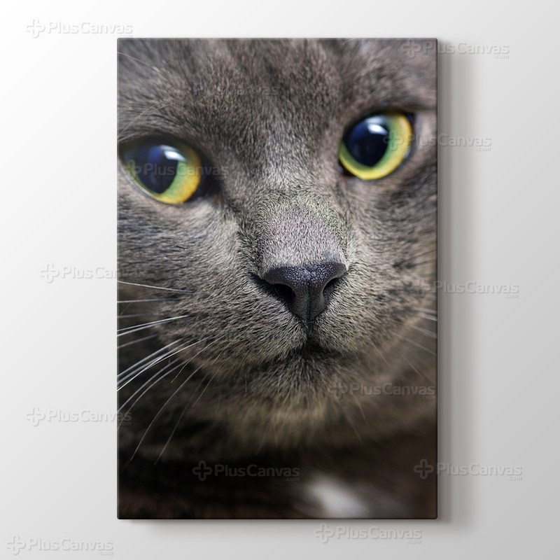 Black Pussy Cat görseli.