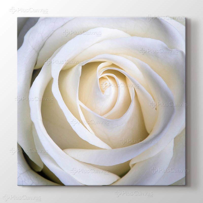 White Rose görseli.