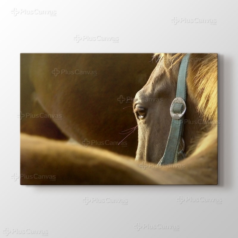 Head Of The Horse görseli.