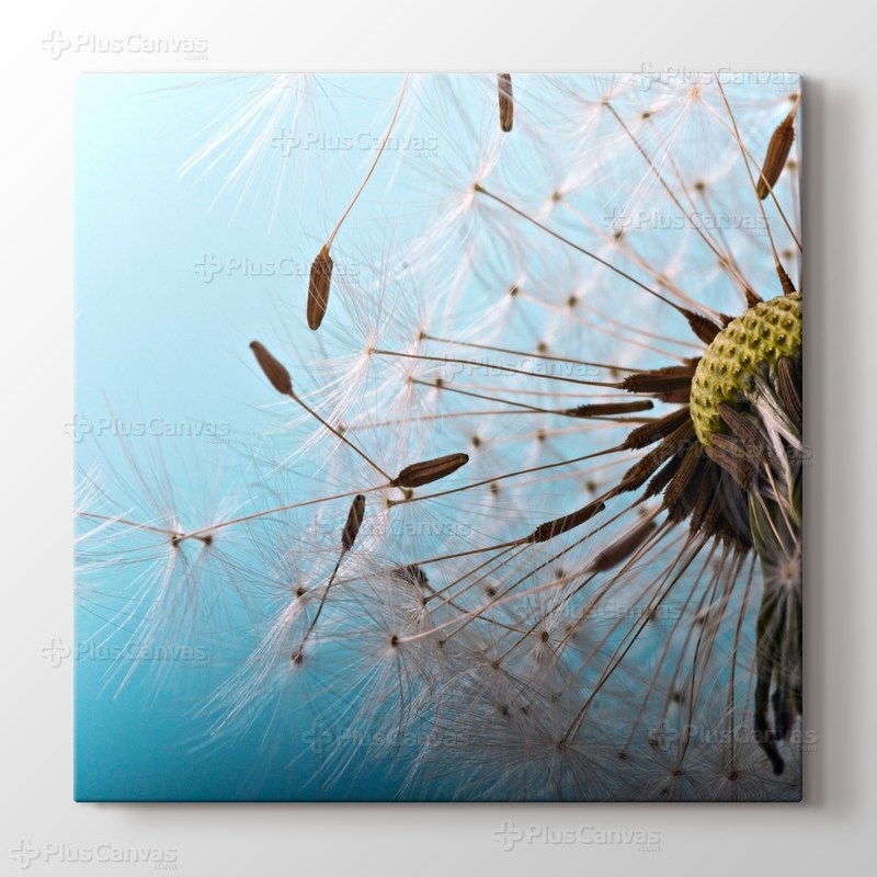 Karahindiba görseli.