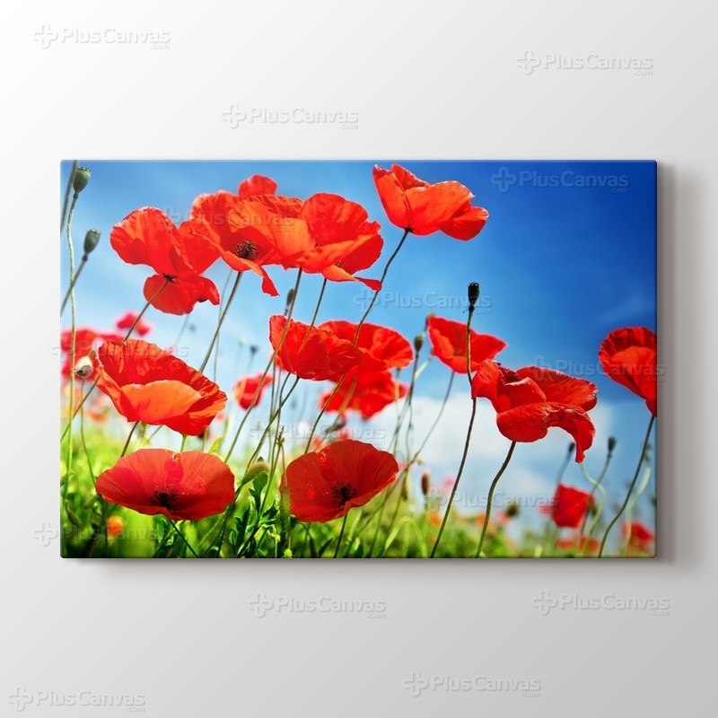 Gelincikler görseli.