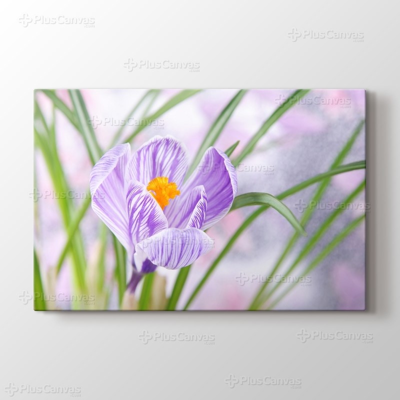 Crocus görseli.
