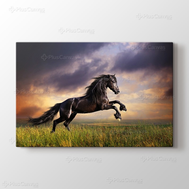 Black Friesian Horse görseli.