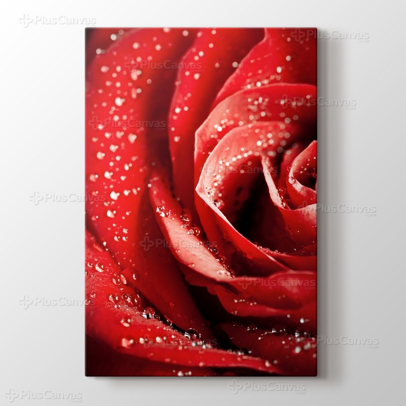 Red Rose Close Up görseli.