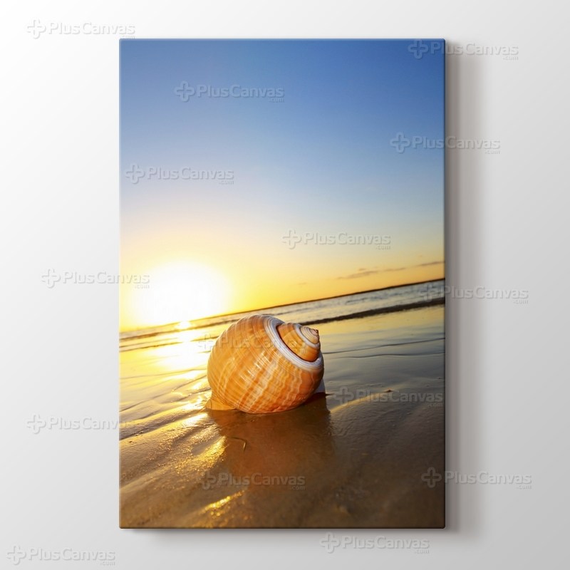 Sea Shell on Sand görseli.