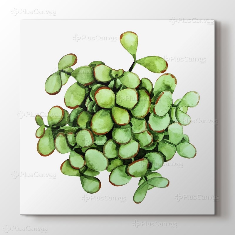 Cell Succulent görseli.