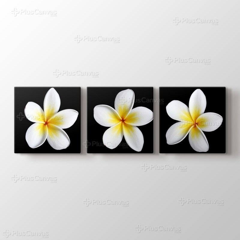 Frangipanies Çiçekleri görseli.