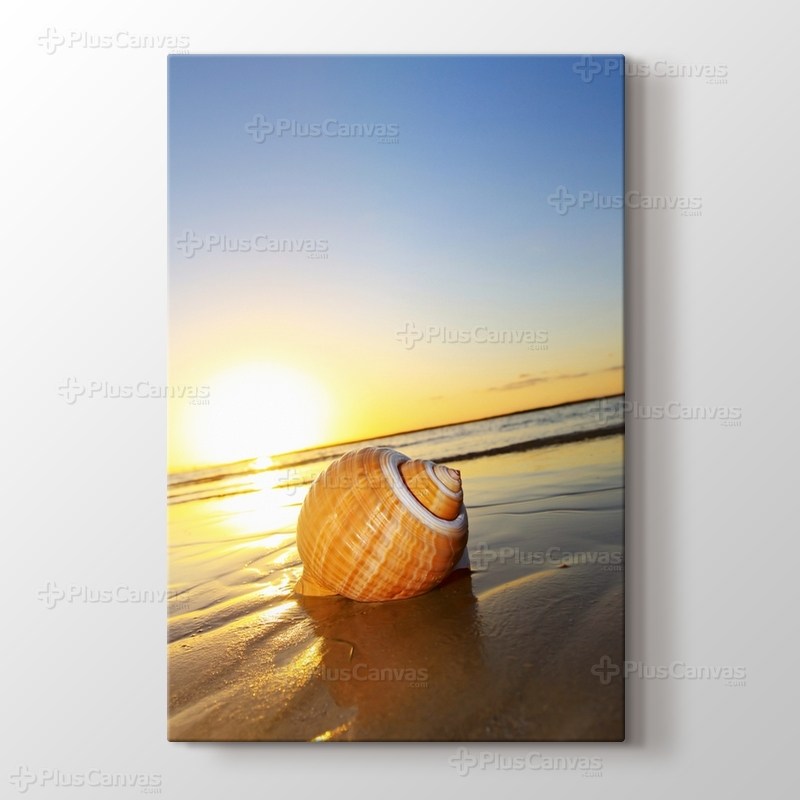 Sea Shells görseli.