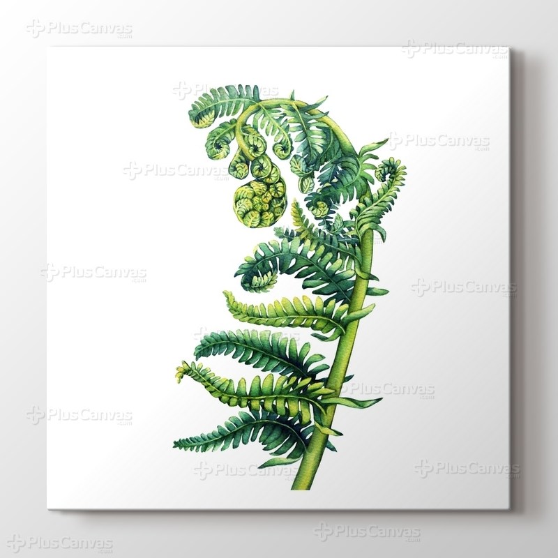 Polypodiopsida Fern görseli.