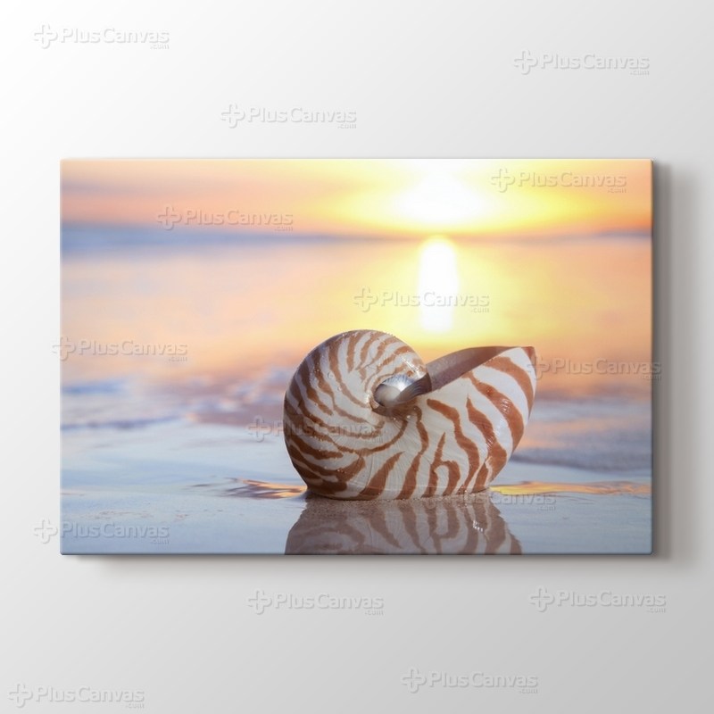 Deniz Kıyısında Deniz Kabuğu görseli.