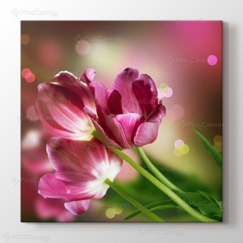 Pembe Laleler görseli.