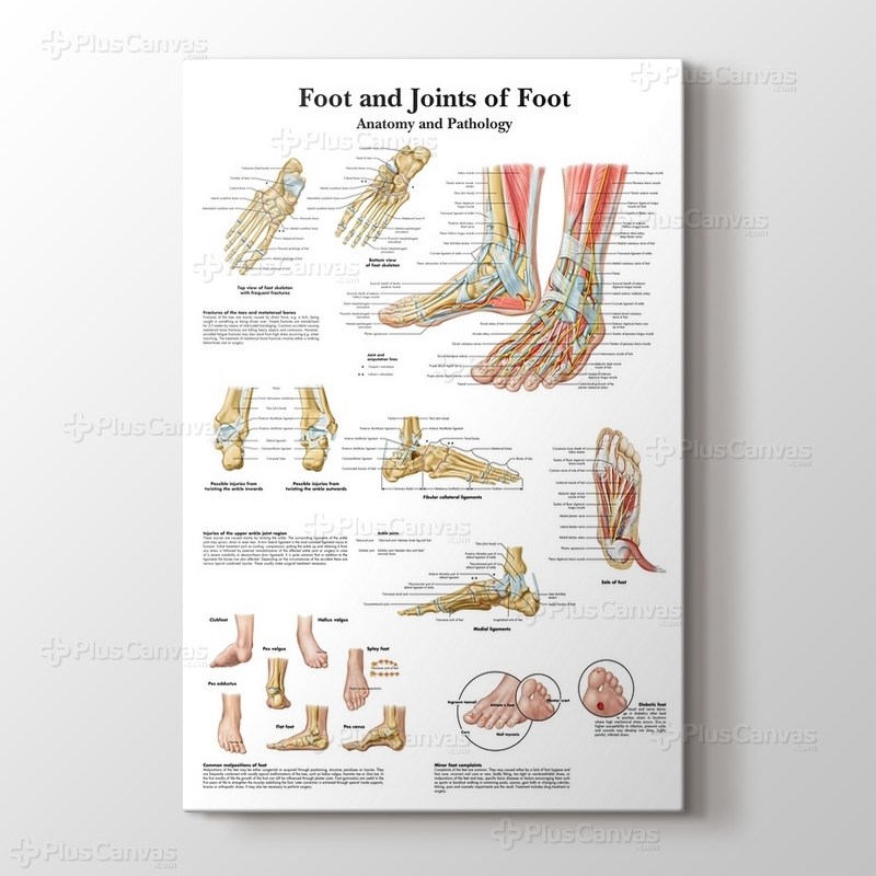 Foot and Joints of Foot Chart Anatomy and Pathology görseli.