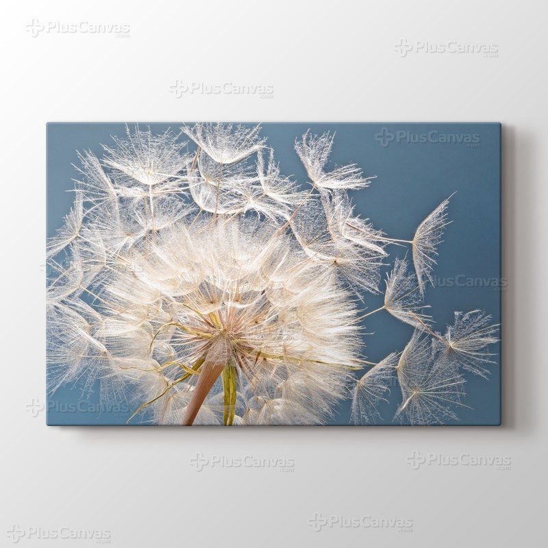 Karahindiba görseli.