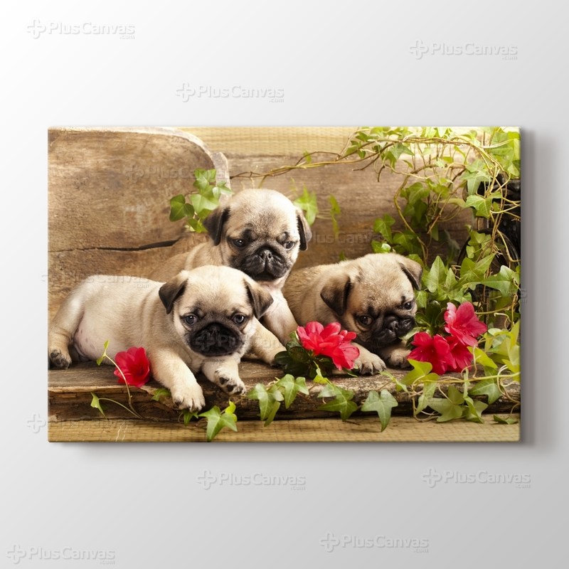 Köpek Yavruları görseli.