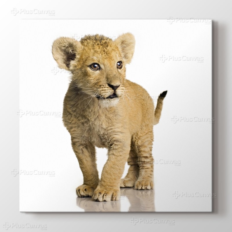 Beware of the Lion görseli.