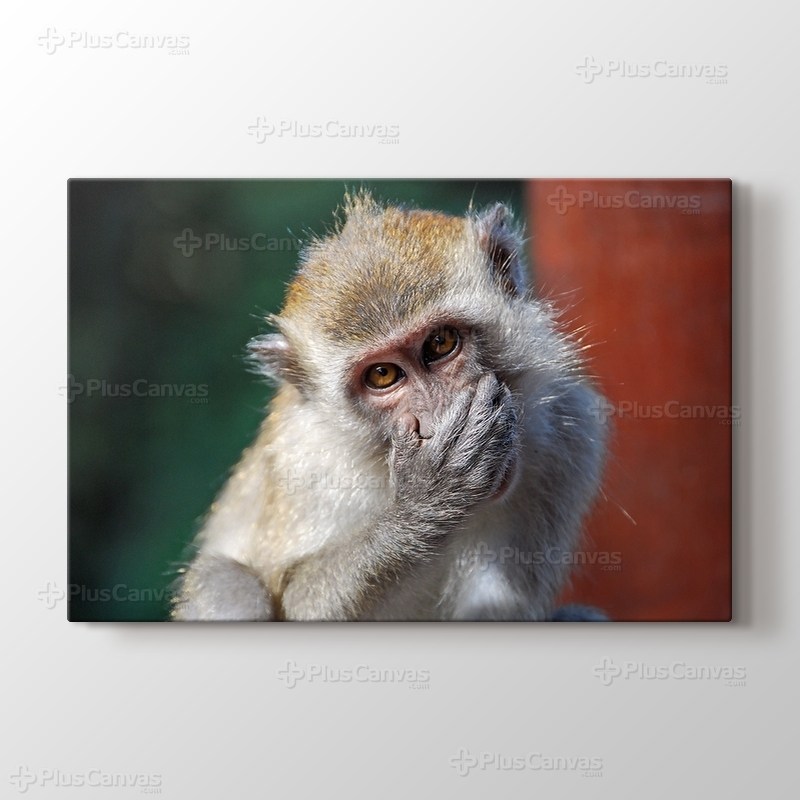 Malezia - Monkey görseli.