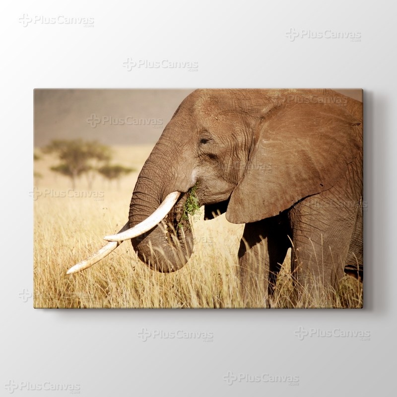 Elephant Eating görseli.