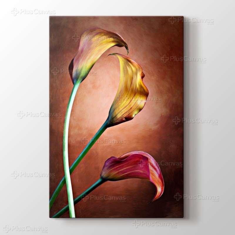 Calla Lily görseli.