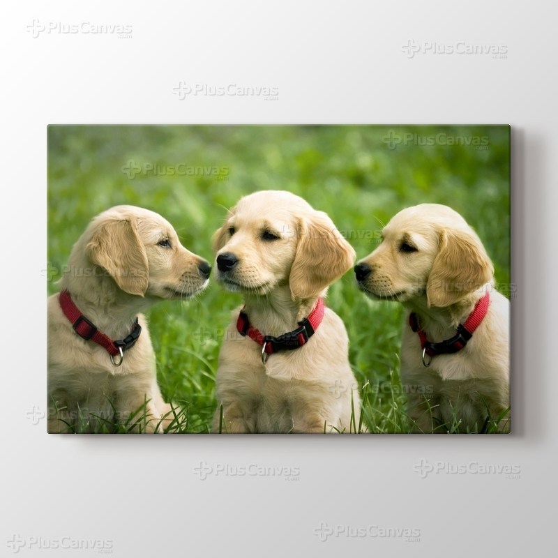 Three Dogs görseli.