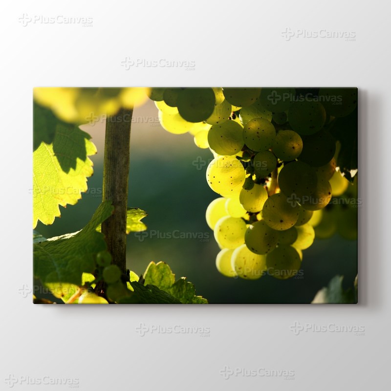 Üzüm Bağı görseli.