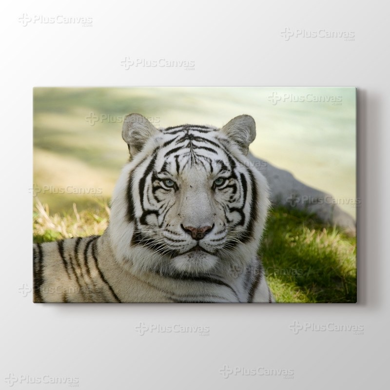 Amur Tiger görseli.