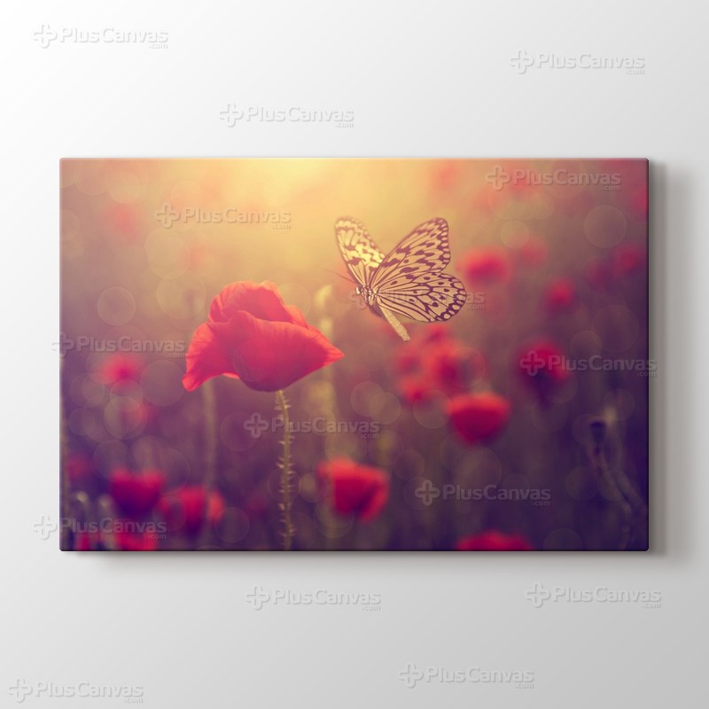 Poppy and Butterfly görseli.