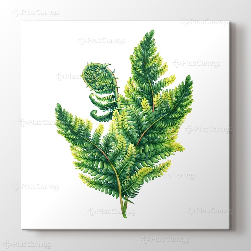 Polypodiopsida Fern görseli.