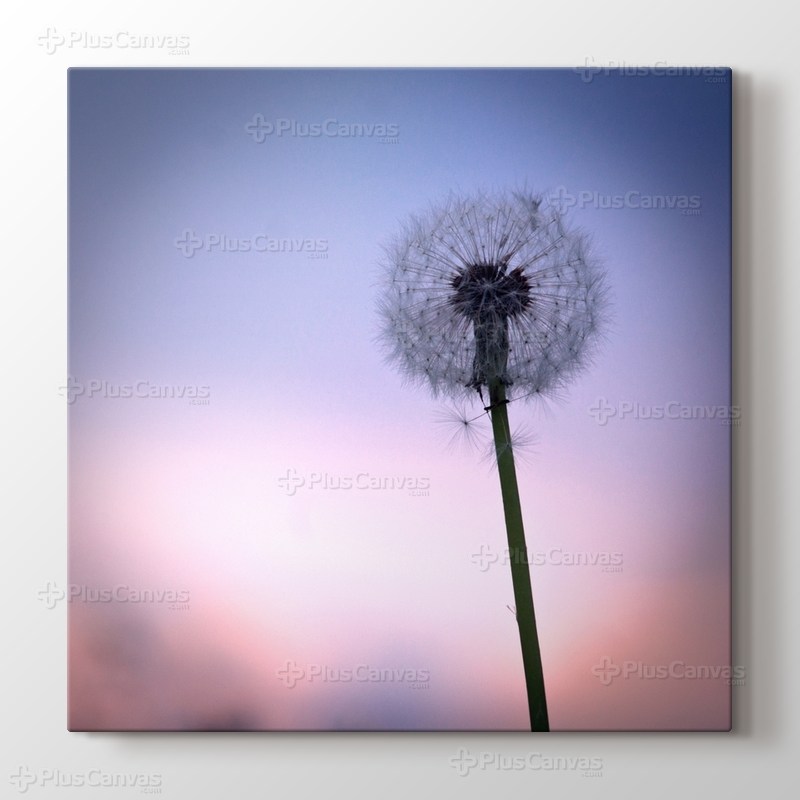 Karahindiba görseli.