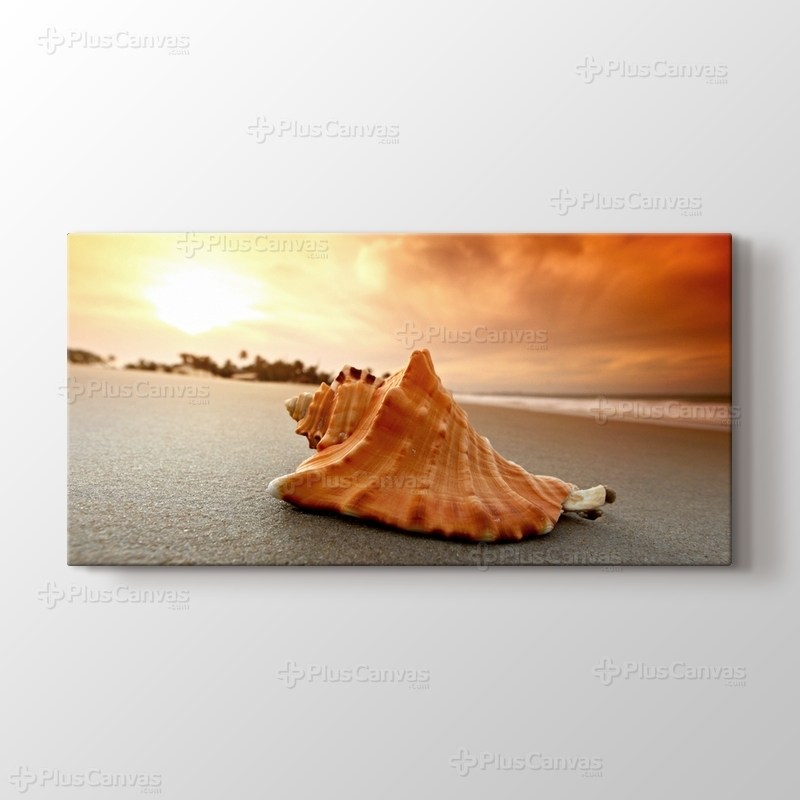 Sea Shells on Sand görseli.