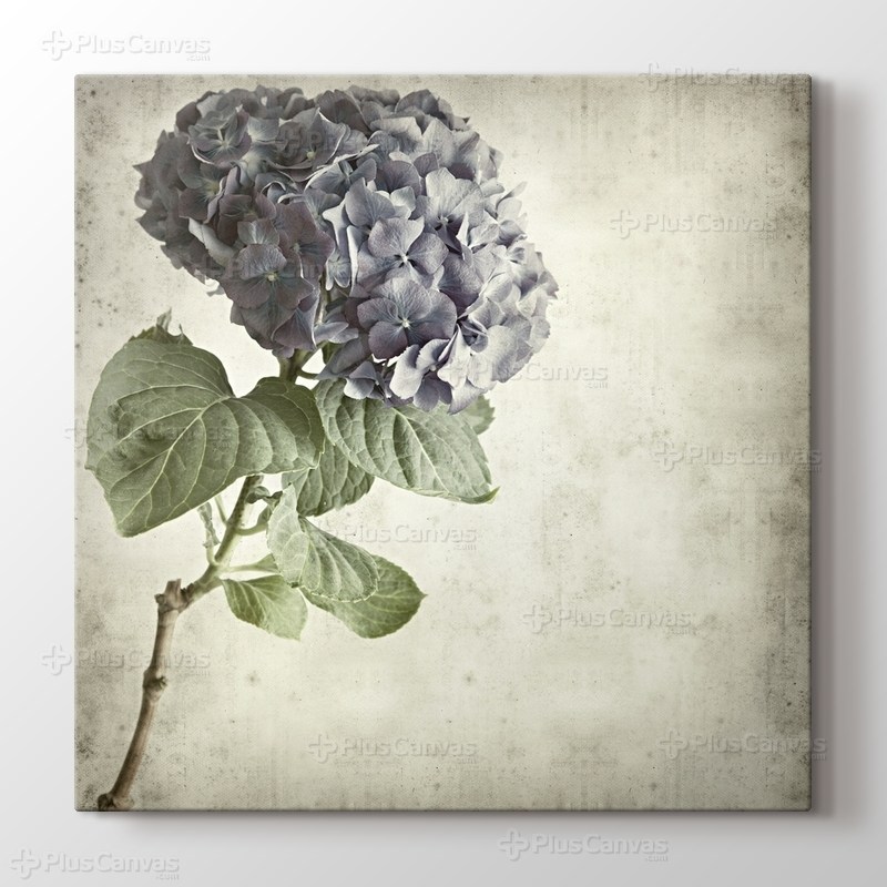 Blue Hydrangea görseli.